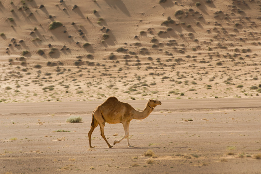 Camello, desierto Sahara, Egipto