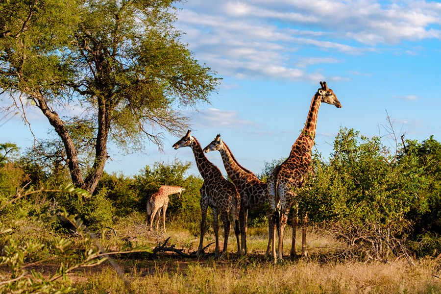 Jirafas, Parque Nacional de Kruger, Sudáfrica