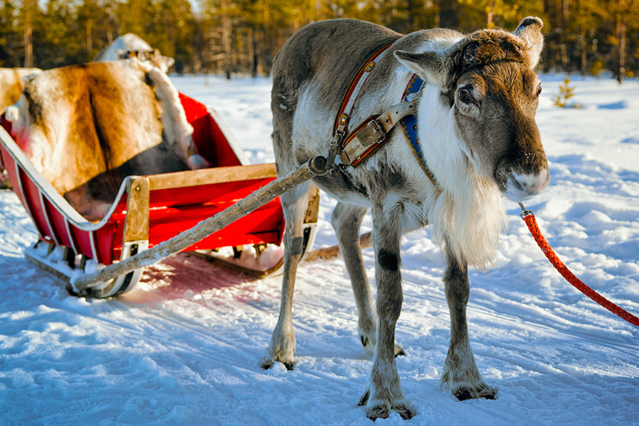 Trineo de renos, Laponia